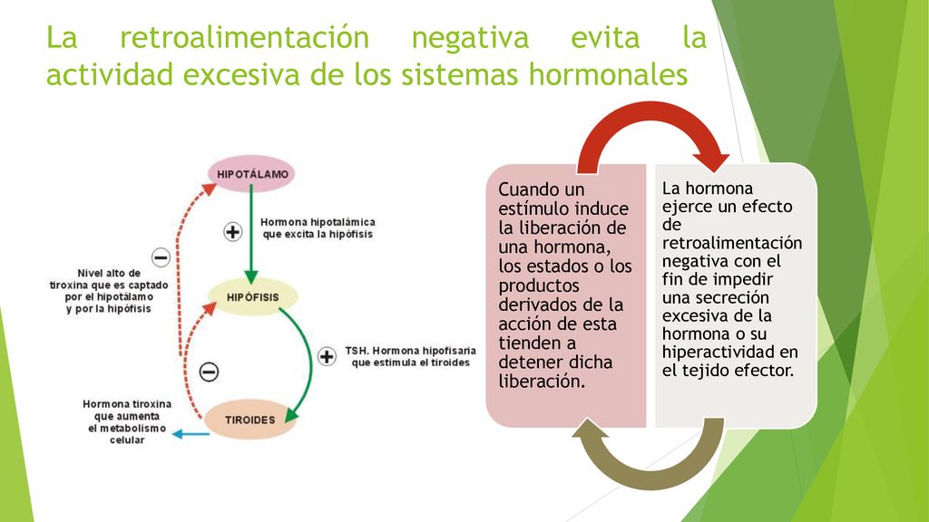 La retroalimentación negativa evita la actividad excesiva de los sistemas hormonales