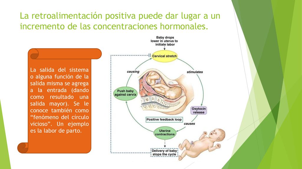 La retroalimentación positiva puede dar lugar a un incremento de las concentraciones hormonales.