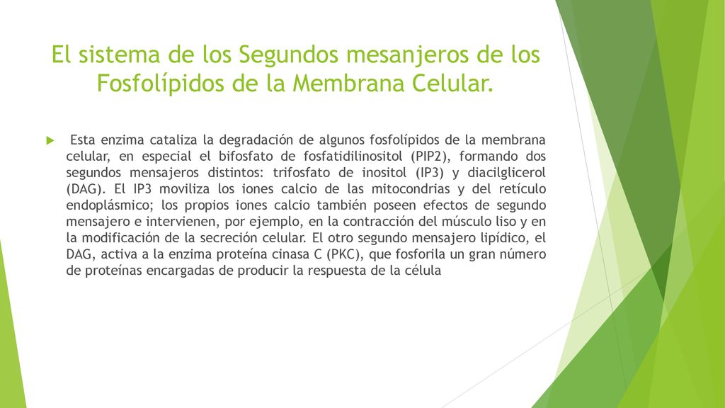 El sistema de los Segundos mesanjeros de los Fosfolípidos de la Membrana Celular.