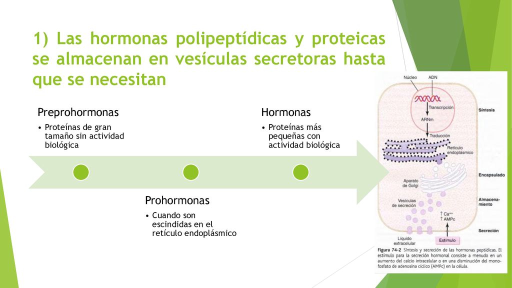 1) Las hormonas polipeptídicas y proteicas se almacenan en vesículas secretoras hasta que se necesitan
