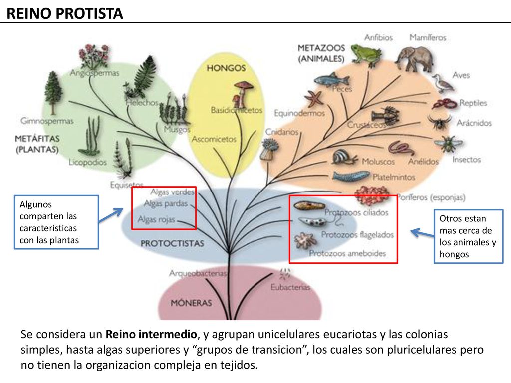 REINO PROTISTA Algunos comparten las caracteristicas con las plantas. Otros estan mas cerca de los animales y hongos.