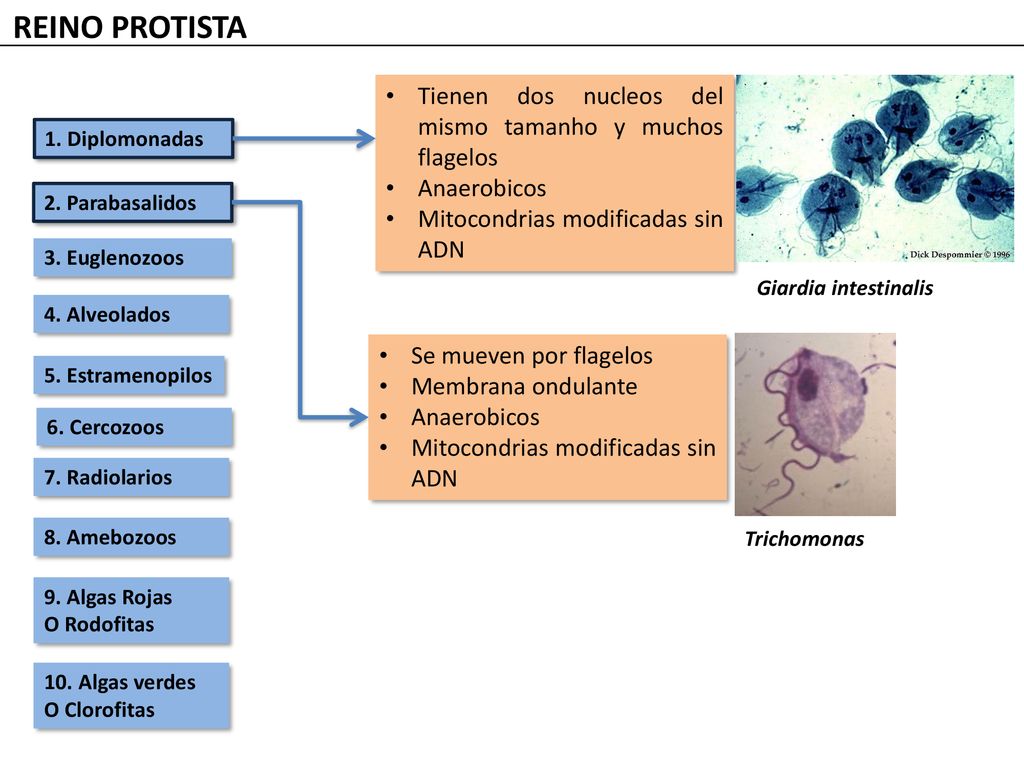 REINO PROTISTA Tienen dos nucleos del mismo tamanho y muchos flagelos