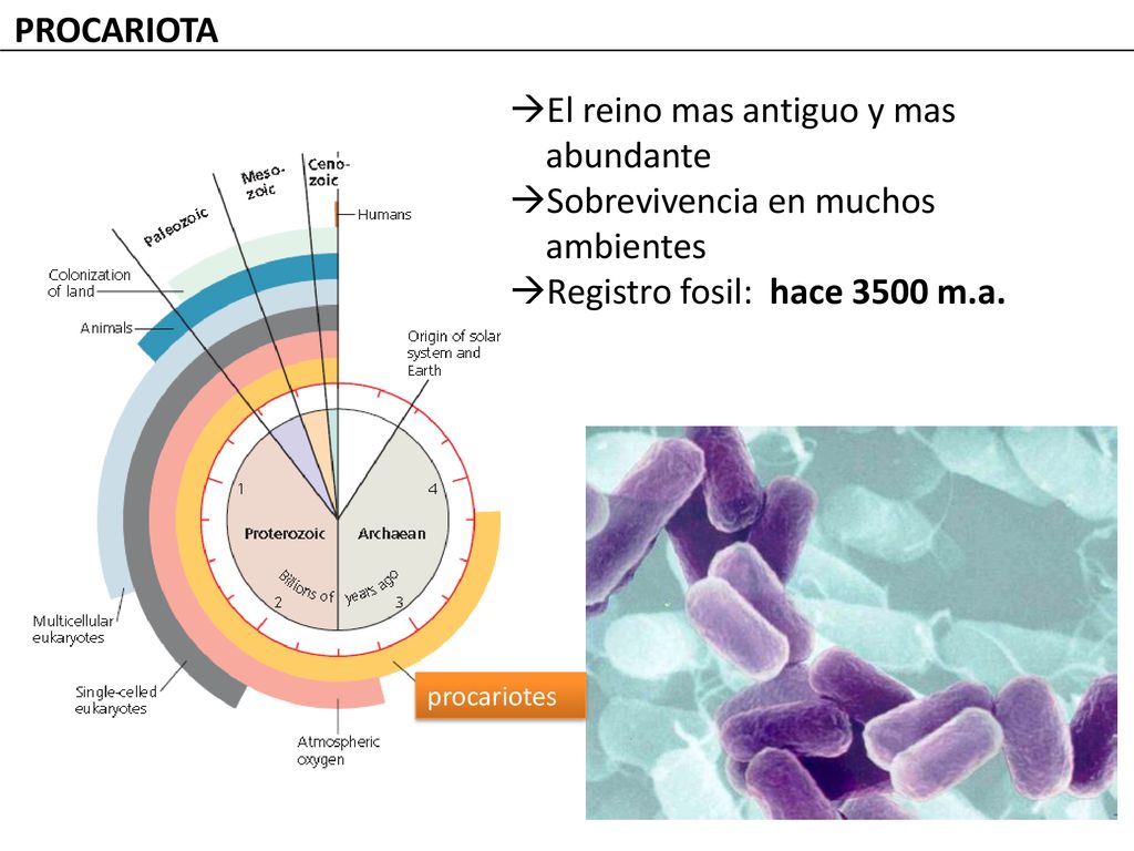 El reino mas antiguo y mas abundante Sobrevivencia en muchos ambientes