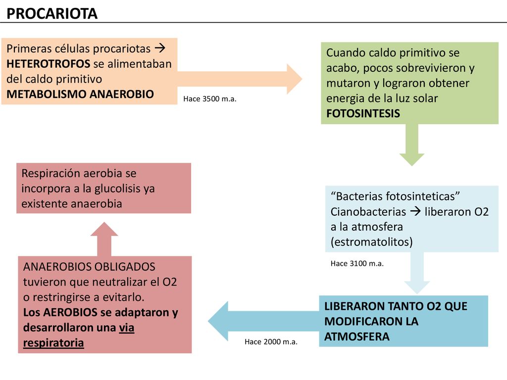 PROCARIOTA Primeras células procariotas  HETEROTROFOS se alimentaban del caldo primitivo. METABOLISMO ANAEROBIO.