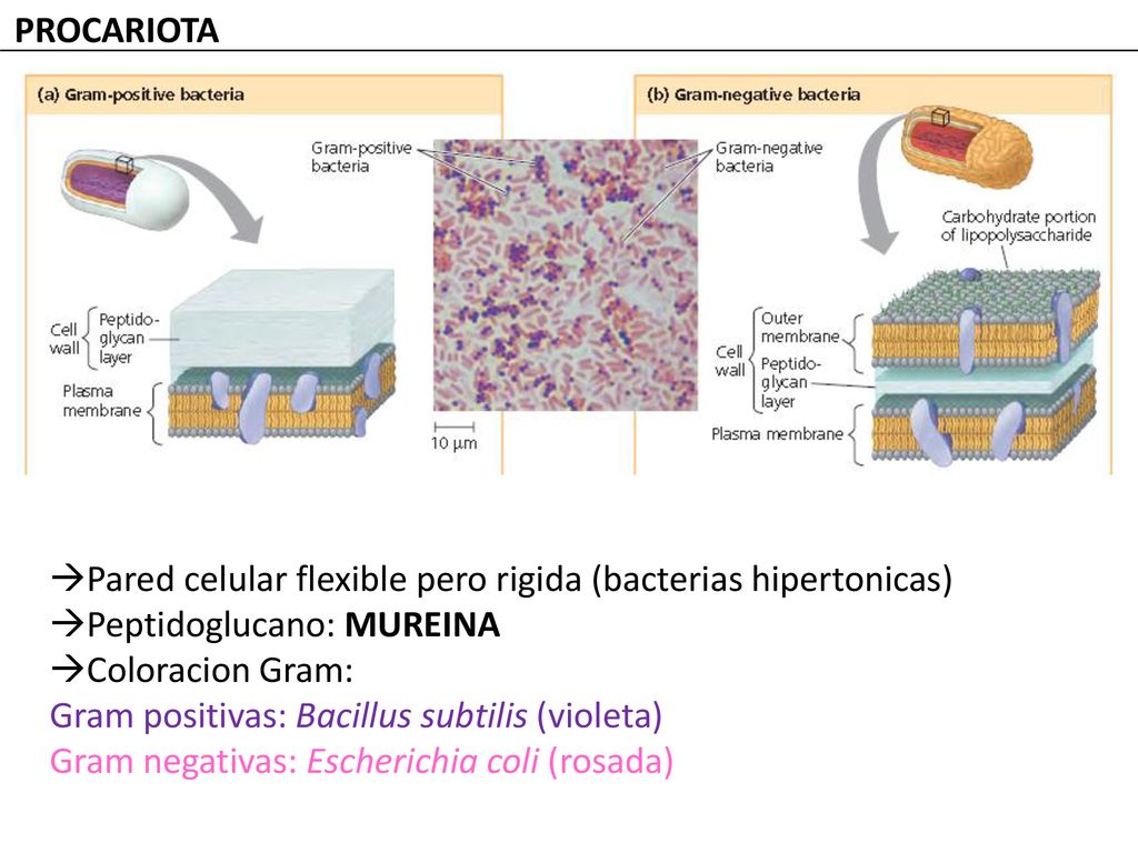 PROCARIOTA Pared celular flexible pero rigida (bacterias hipertonicas) Peptidoglucano: MUREINA. Coloracion Gram: