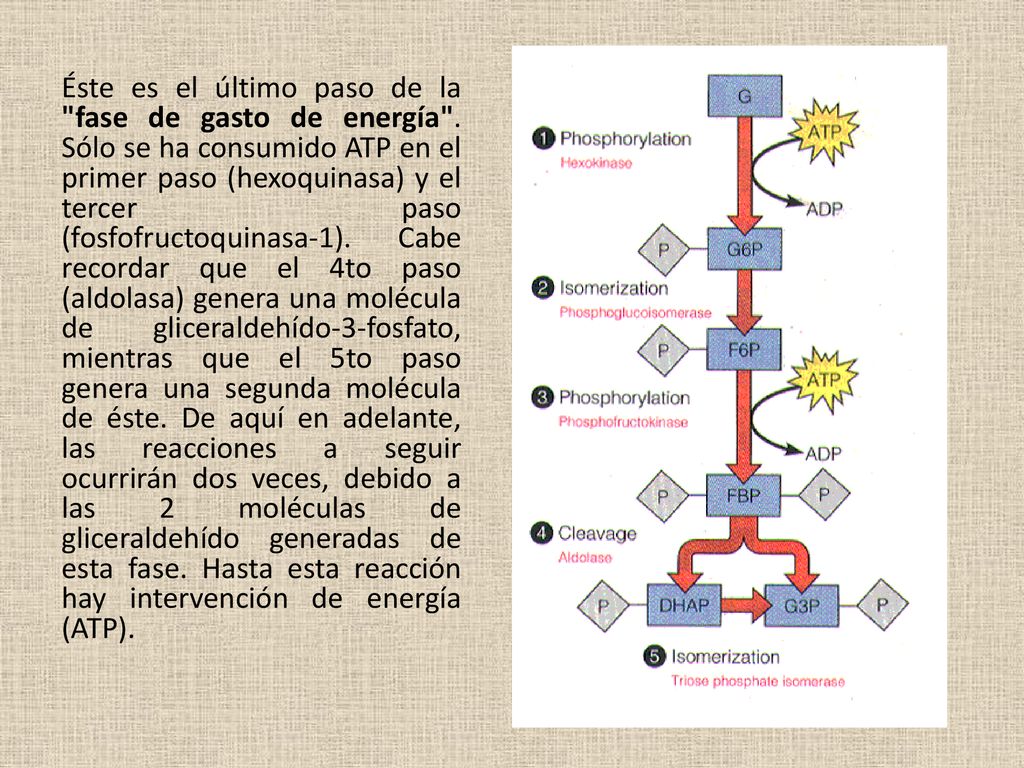 Éste es el último paso de la fase de gasto de energía