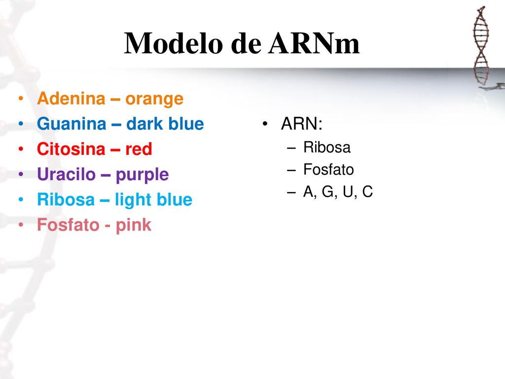 Modelo de ARNm Adenina – orange Guanina – dark blue Citosina – red