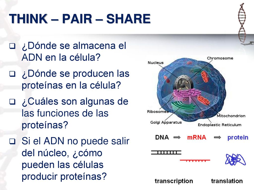 THINK – PAIR – SHARE ¿Dónde se almacena el ADN en la célula