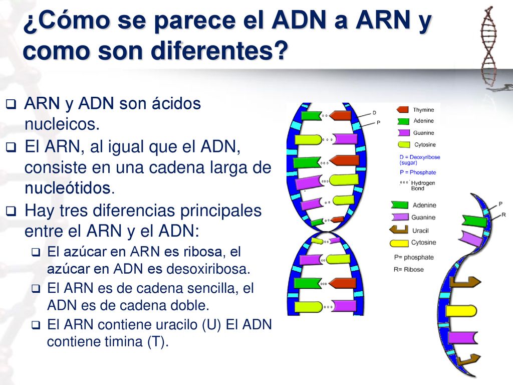 ¿Cómo se parece el ADN a ARN y como son diferentes