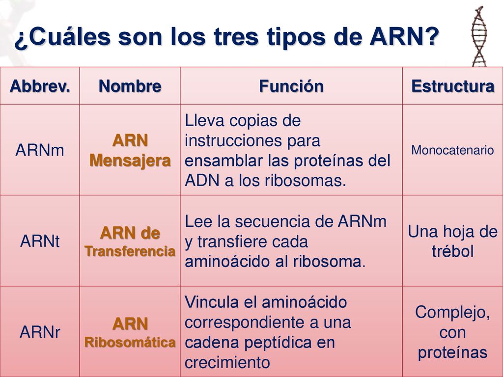 ¿Cuáles son los tres tipos de ARN