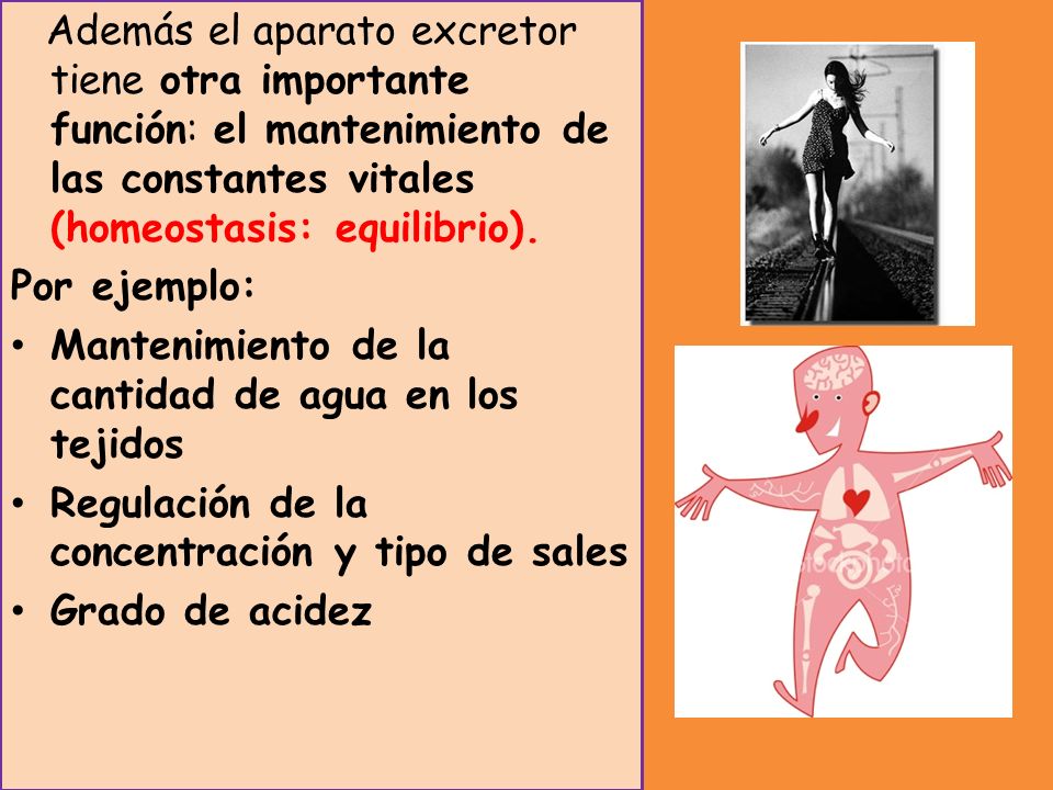 Además el aparato excretor tiene otra importante función: el mantenimiento de las constantes vitales (homeostasis: equilibrio).