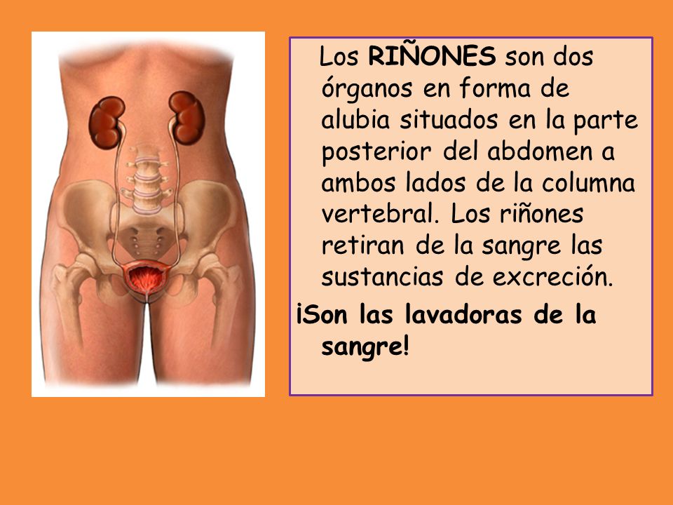 Los RIÑONES son dos órganos en forma de alubia situados en la parte posterior del abdomen a ambos lados de la columna vertebral.
