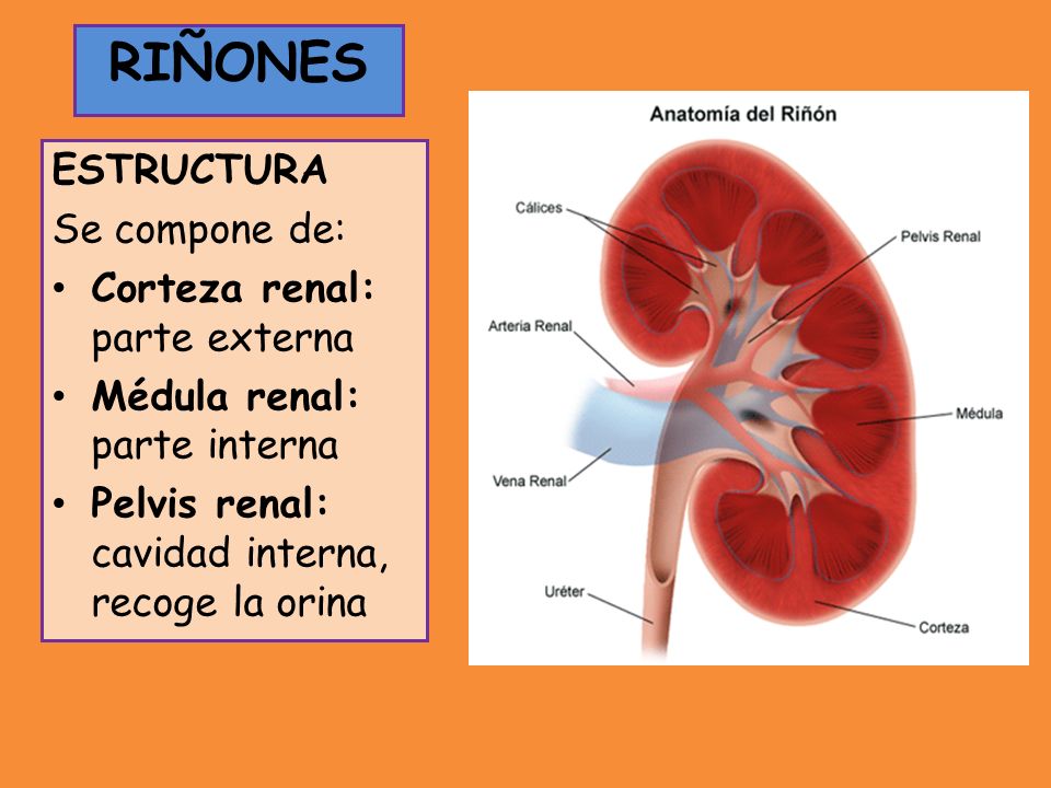 RIÑONES RIÑONES ESTRUCTURA Se compone de: Corteza renal: parte externa