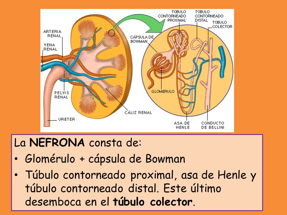 La NEFRONA consta de: Glomérulo + cápsula de Bowman.