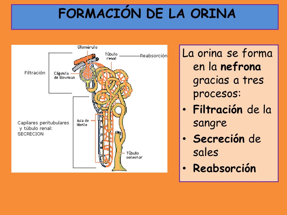 FORMACIÓN DE LA ORINA La orina se forma en la nefrona gracias a tres procesos: Filtración de la sangre.