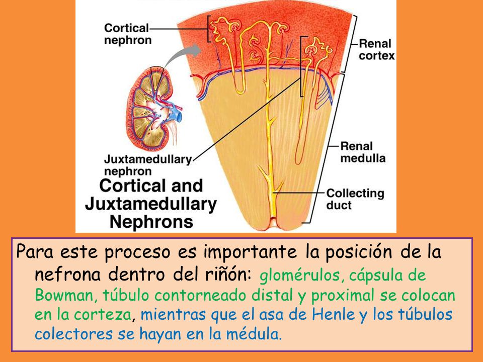 Para este proceso es importante la posición de la nefrona dentro del riñón: glomérulos, cápsula de Bowman, túbulo contorneado distal y proximal se colocan en la corteza, mientras que el asa de Henle y los túbulos colectores se hayan en la médula.
