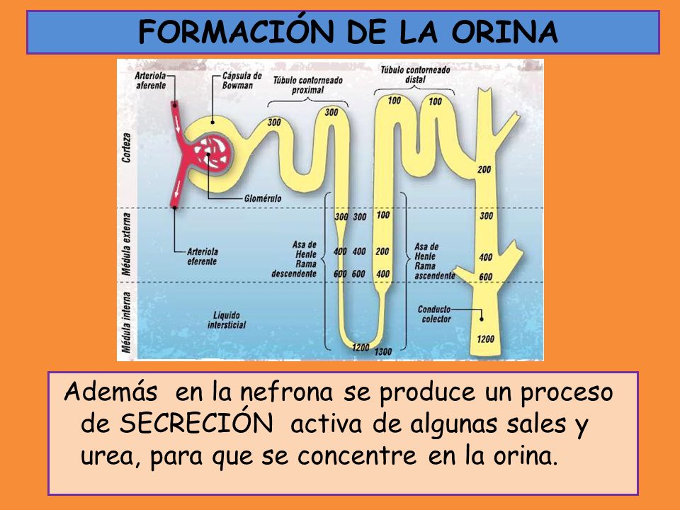 FORMACIÓN DE LA ORINA Además en la nefrona se produce un proceso de SECRECIÓN activa de algunas sales y urea, para que se concentre en la orina.