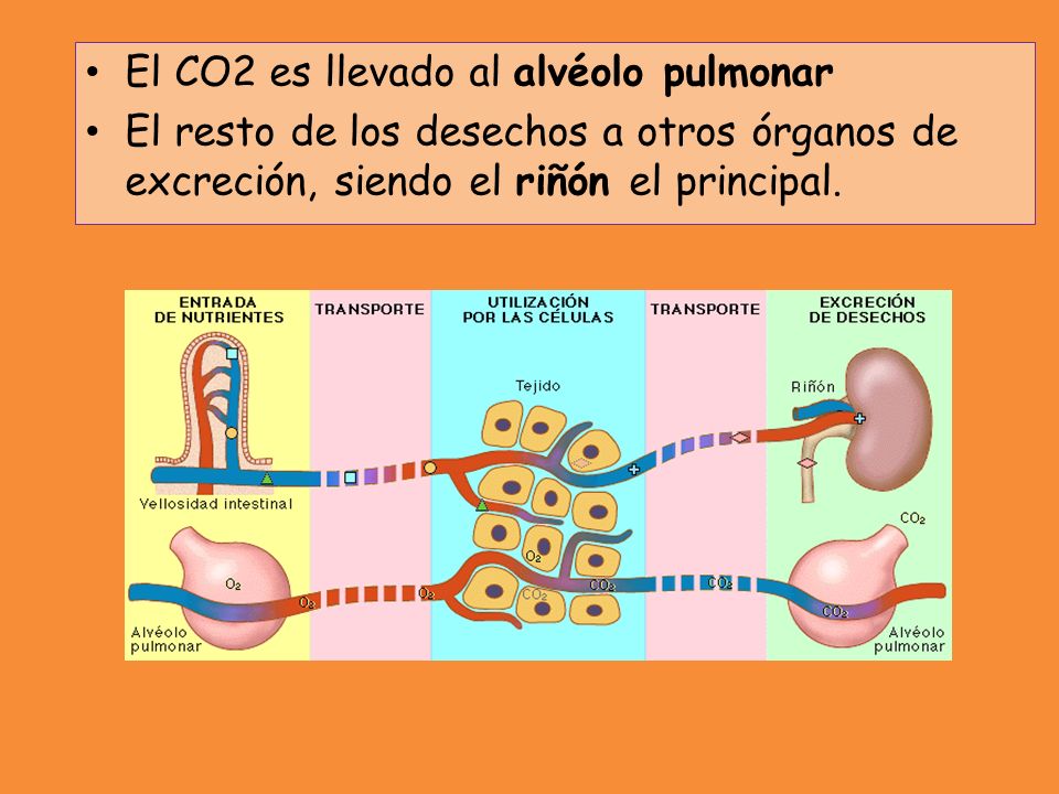 El CO2 es llevado al alvéolo pulmonar
