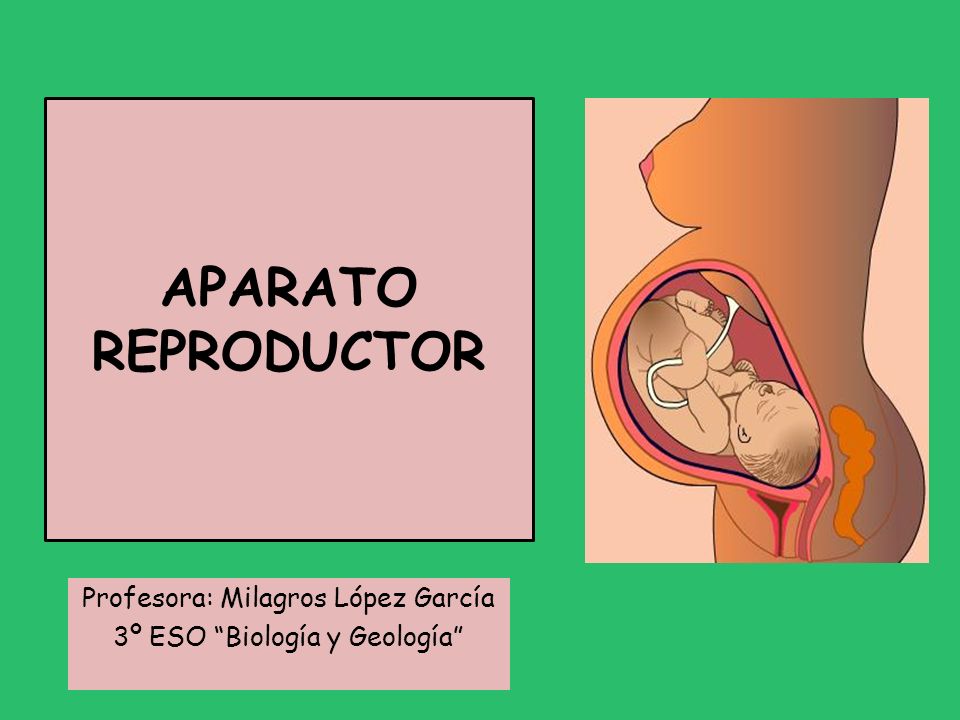Profesora: Milagros López García 3º ESO Biología y Geología