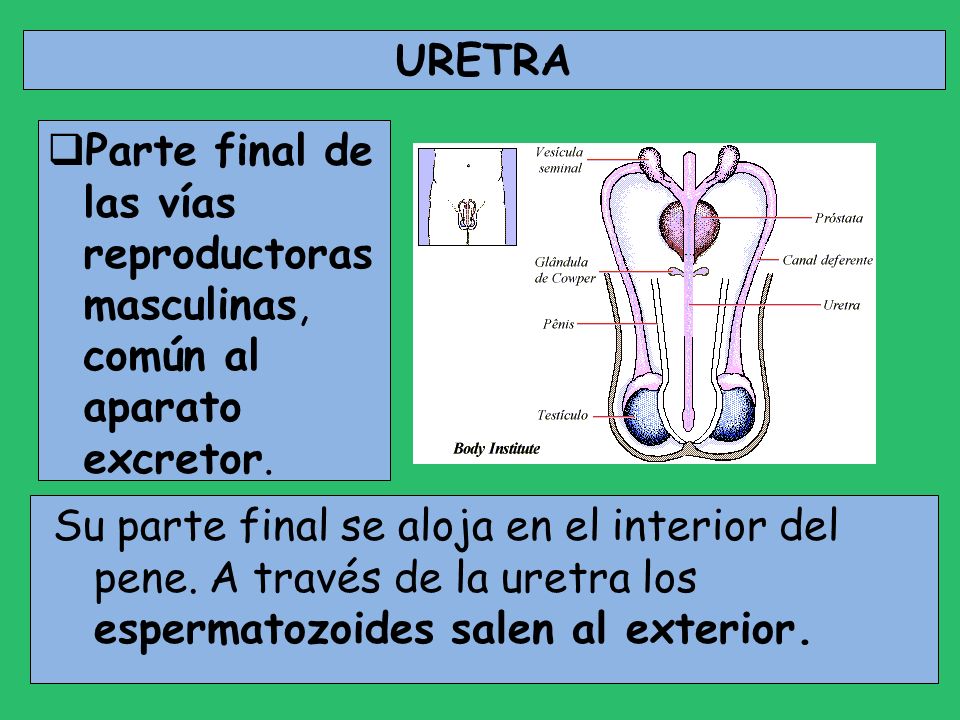 URETRA Parte final de las vías reproductoras masculinas, común al aparato excretor.
