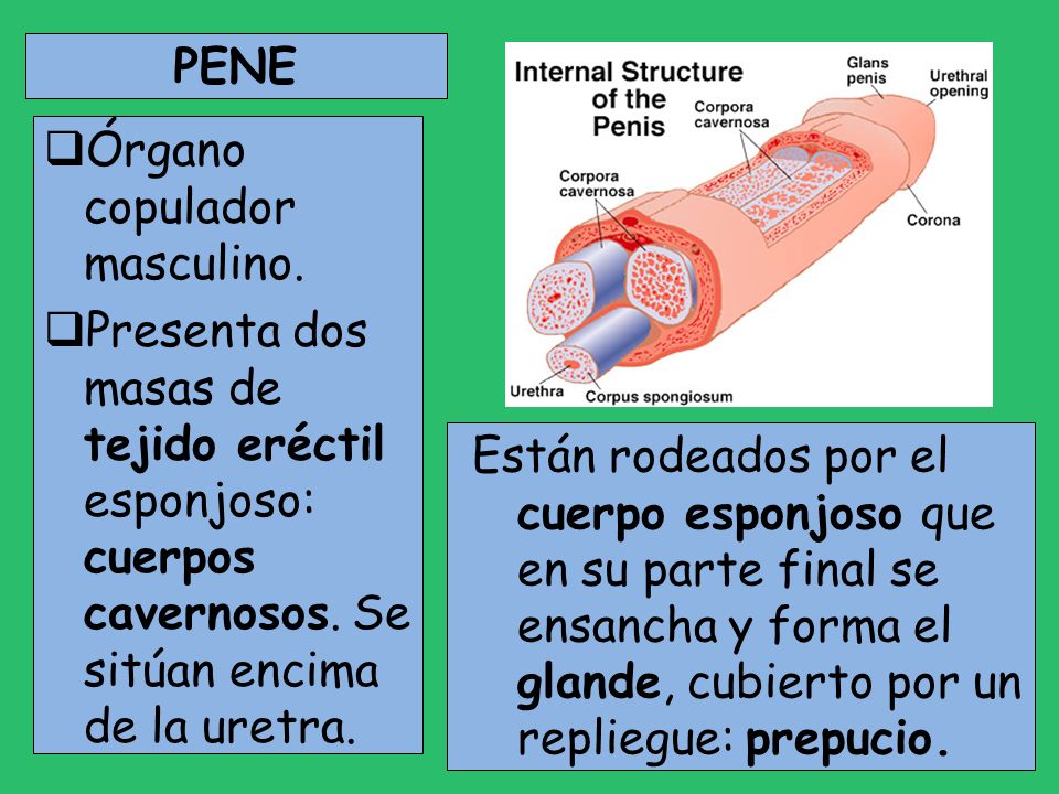 PENE Órgano copulador masculino. Presenta dos masas de tejido eréctil esponjoso: cuerpos cavernosos. Se sitúan encima de la uretra.
