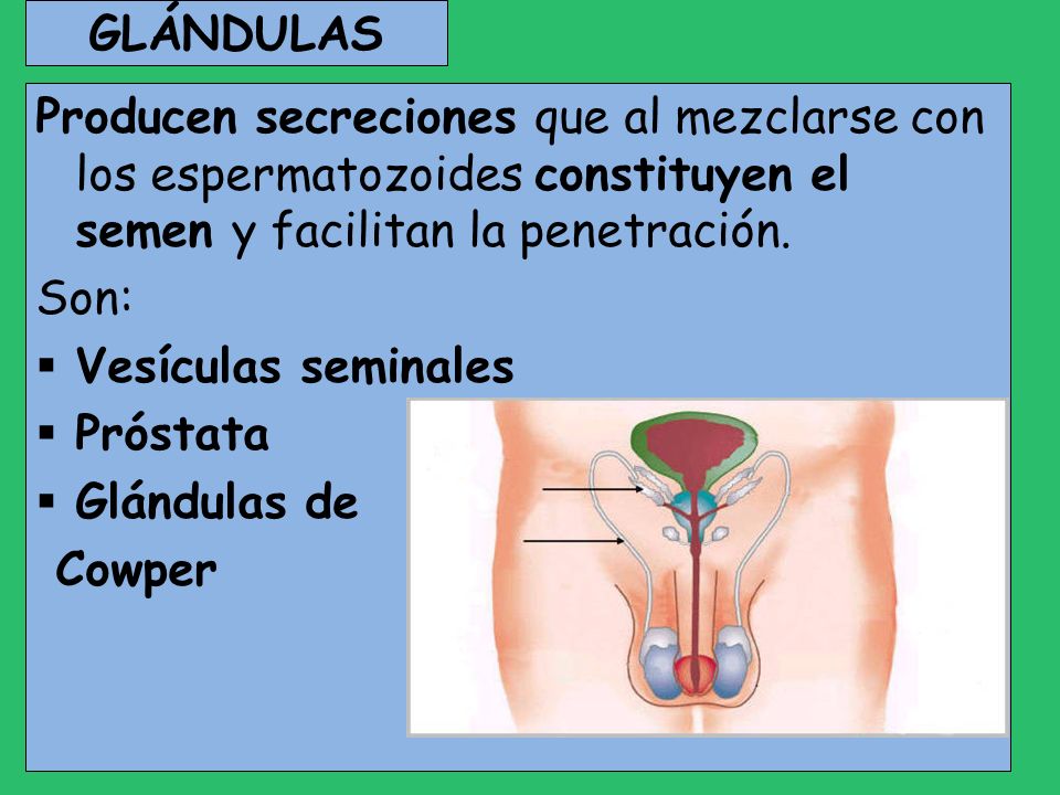 GLÁNDULAS Producen secreciones que al mezclarse con los espermatozoides constituyen el semen y facilitan la penetración.