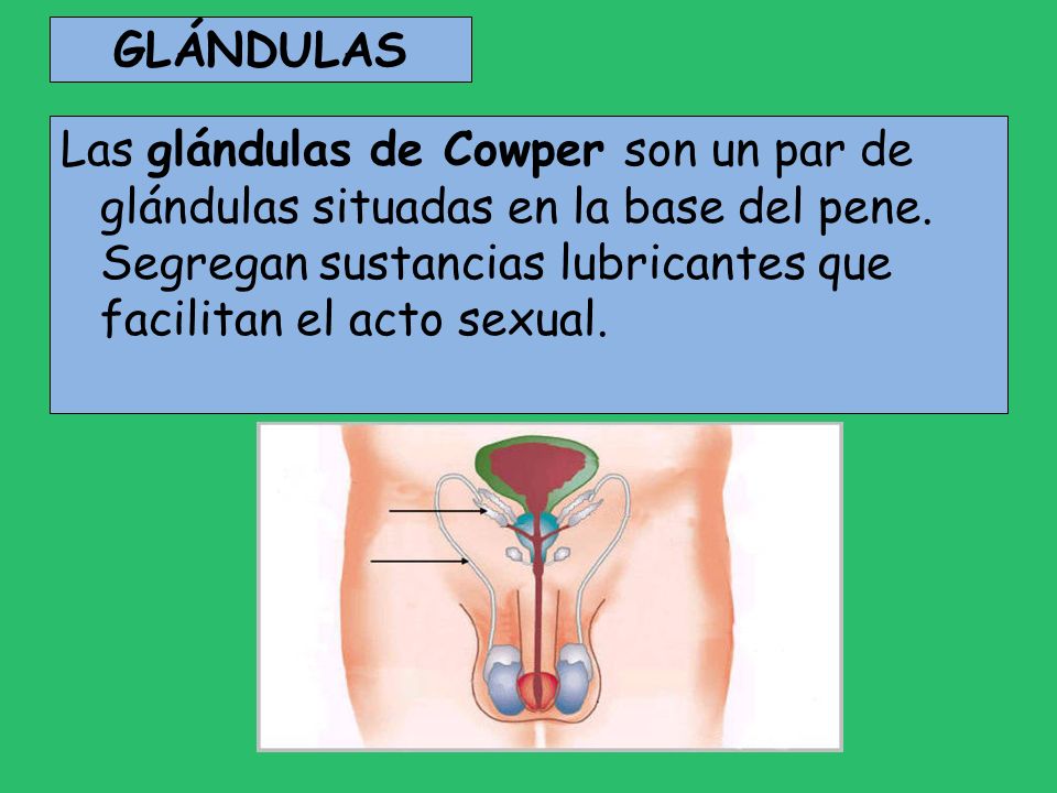 GLÁNDULAS Las glándulas de Cowper son un par de glándulas situadas en la base del pene.