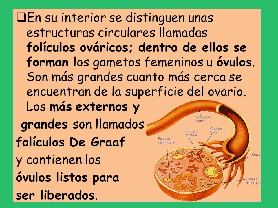En su interior se distinguen unas estructuras circulares llamadas folículos ováricos; dentro de ellos se forman los gametos femeninos u óvulos. Son más grandes cuanto más cerca se encuentran de la superficie del ovario. Los más externos y