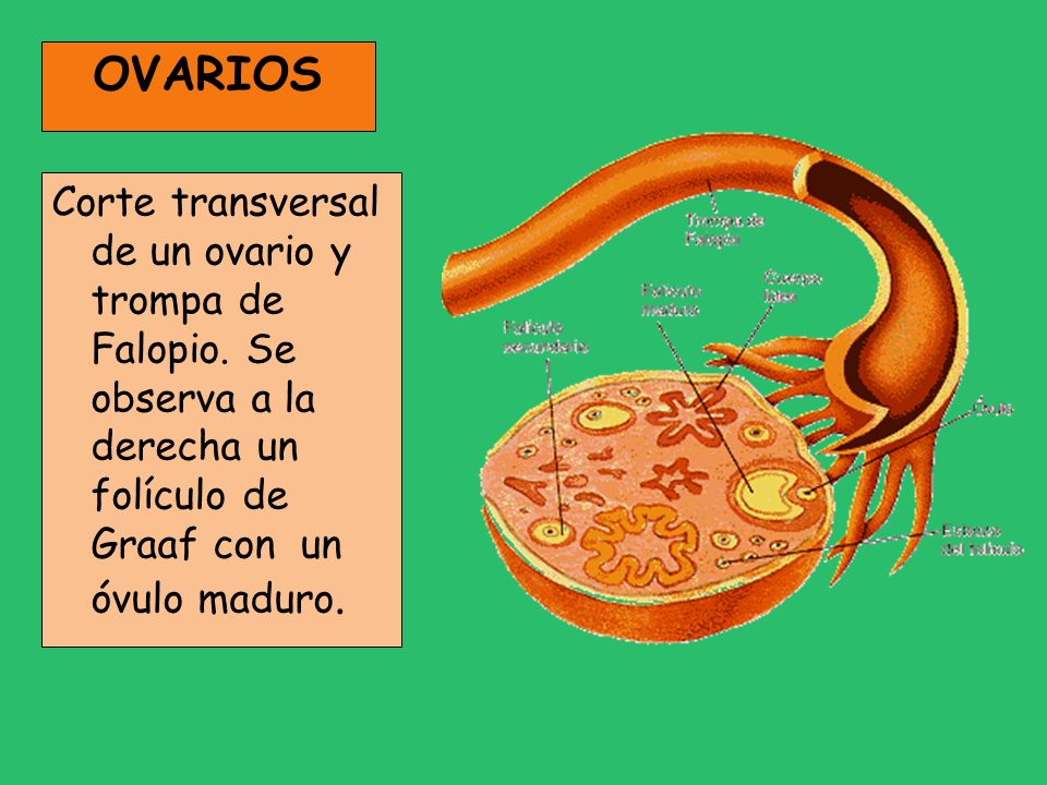 OVARIOS Corte transversal de un ovario y trompa de Falopio.