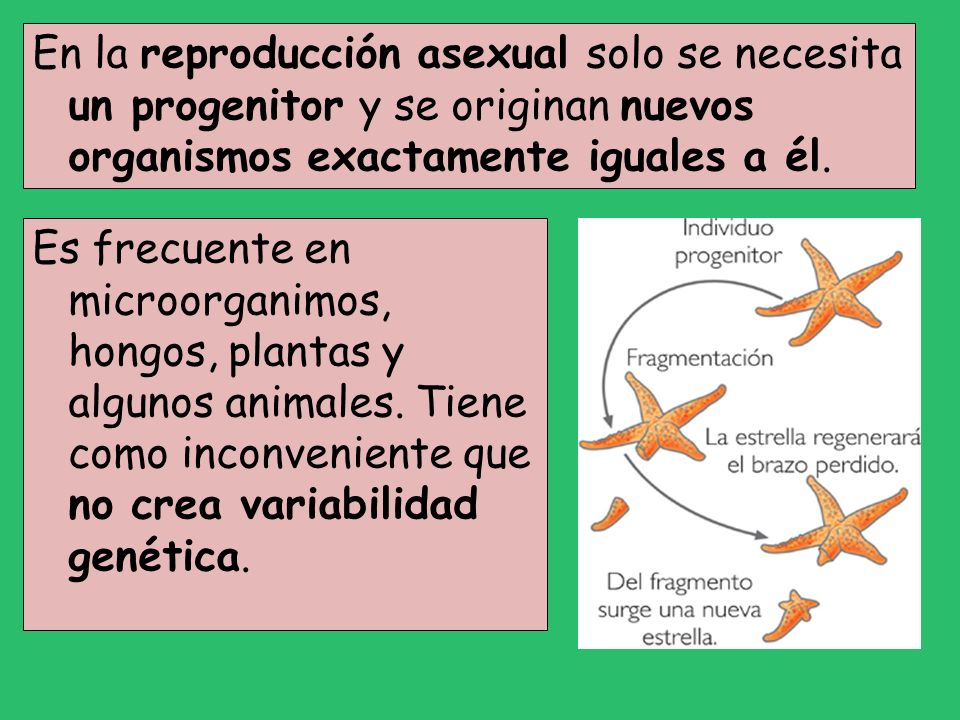 En la reproducción asexual solo se necesita un progenitor y se originan nuevos organismos exactamente iguales a él.