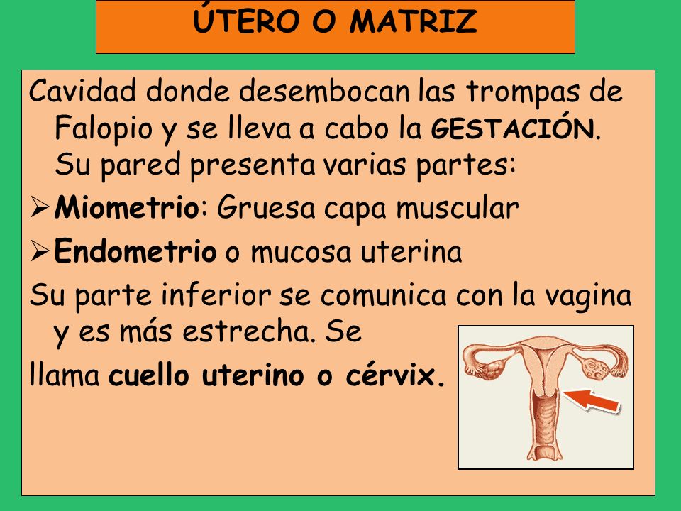 ÚTERO O MATRIZ Cavidad donde desembocan las trompas de Falopio y se lleva a cabo la GESTACIÓN. Su pared presenta varias partes:
