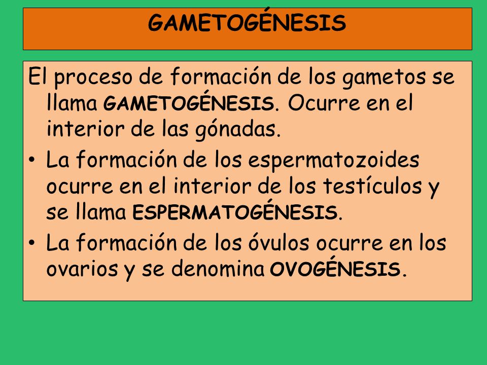 GAMETOGÉNESIS El proceso de formación de los gametos se llama GAMETOGÉNESIS. Ocurre en el interior de las gónadas.