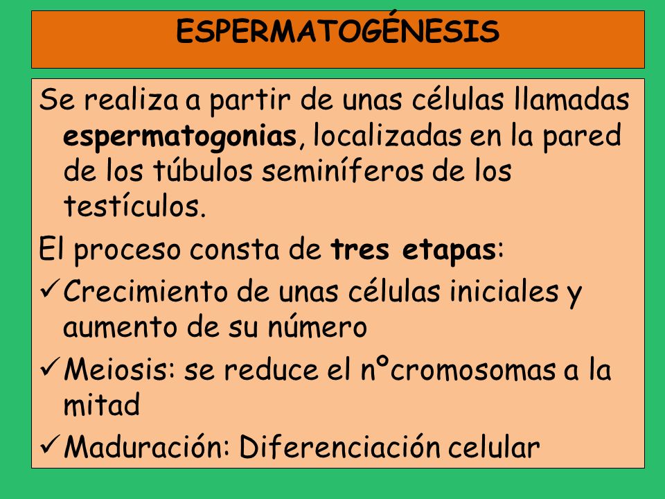 ESPERMATOGÉNESIS Se realiza a partir de unas células llamadas espermatogonias, localizadas en la pared de los túbulos seminíferos de los testículos.