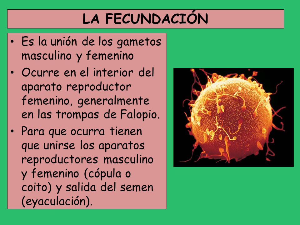 LA FECUNDACIÓN Es la unión de los gametos masculino y femenino