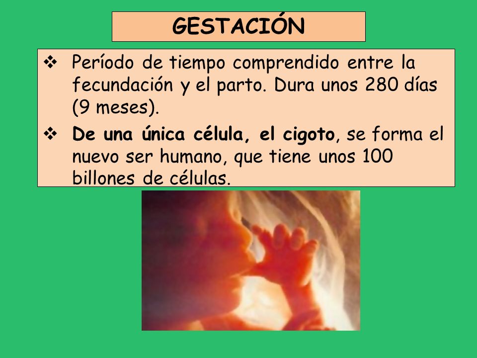GESTACIÓN Período de tiempo comprendido entre la fecundación y el parto. Dura unos 280 días (9 meses).
