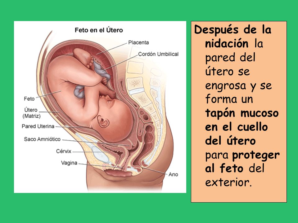 Después de la nidación la pared del útero se engrosa y se forma un tapón mucoso en el cuello del útero para proteger al feto del exterior.