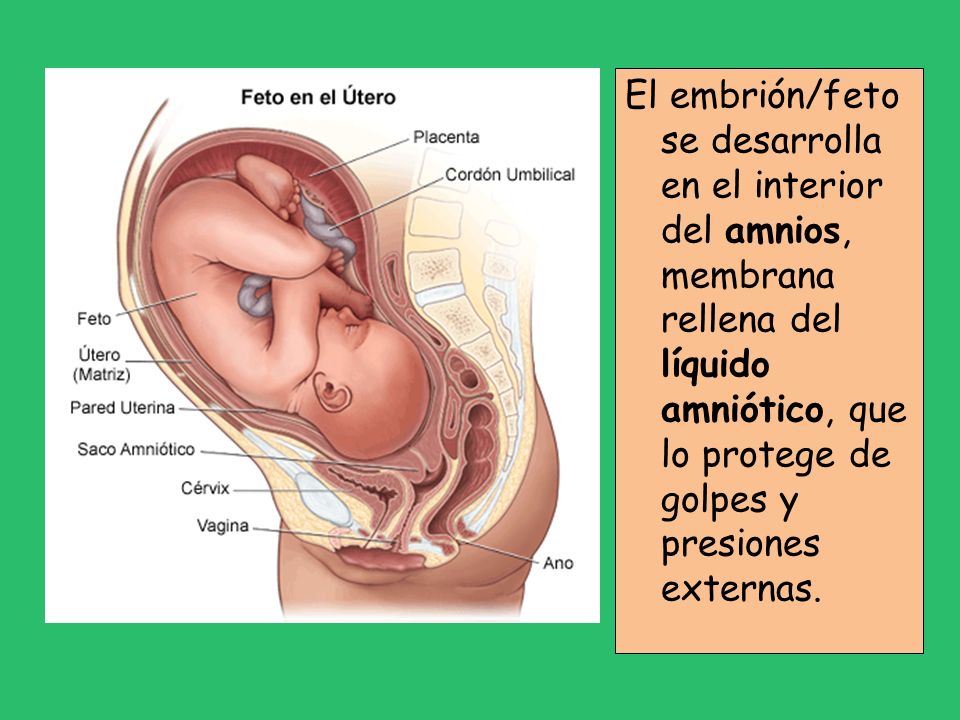 El embrión/feto se desarrolla en el interior del amnios, membrana rellena del líquido amniótico, que lo protege de golpes y presiones externas.