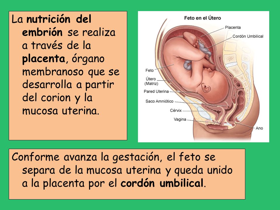 La nutrición del embrión se realiza a través de la placenta, órgano membranoso que se desarrolla a partir del corion y la mucosa uterina.