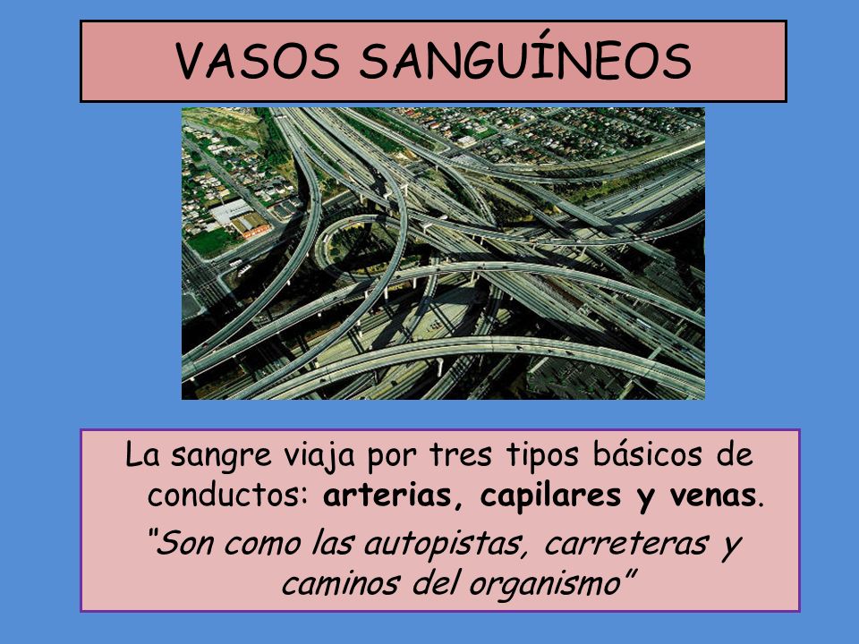Son como las autopistas, carreteras y caminos del organismo