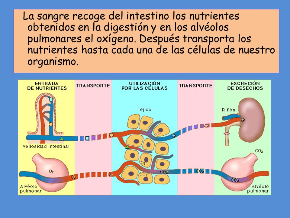 La sangre recoge del intestino los nutrientes obtenidos en la digestión y en los alvéolos pulmonares el oxígeno.