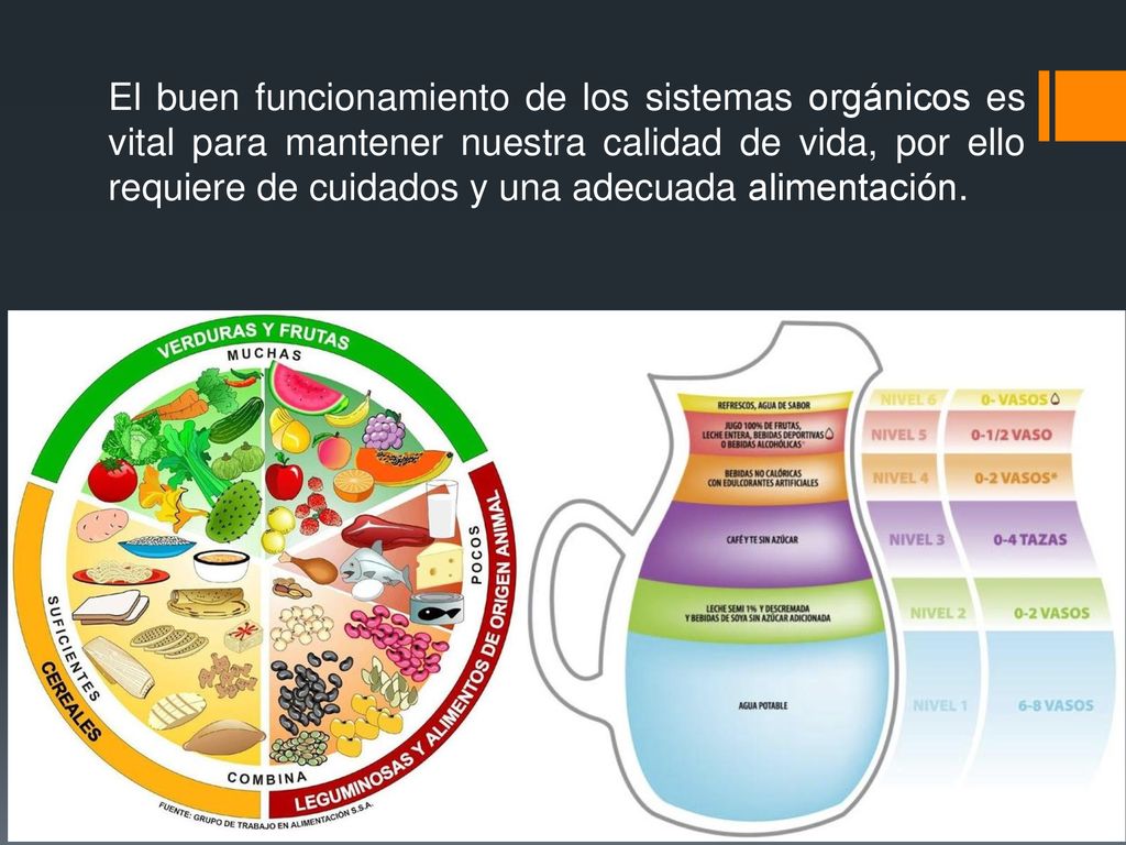 El buen funcionamiento de los sistemas orgánicos es vital para mantener nuestra calidad de vida, por ello requiere de cuidados y una adecuada alimentación.