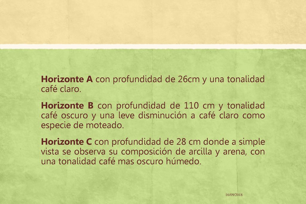 Horizonte A con profundidad de 26cm y una tonalidad café claro