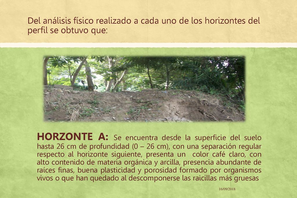 Del análisis físico realizado a cada uno de los horizontes del perfil se obtuvo que:
