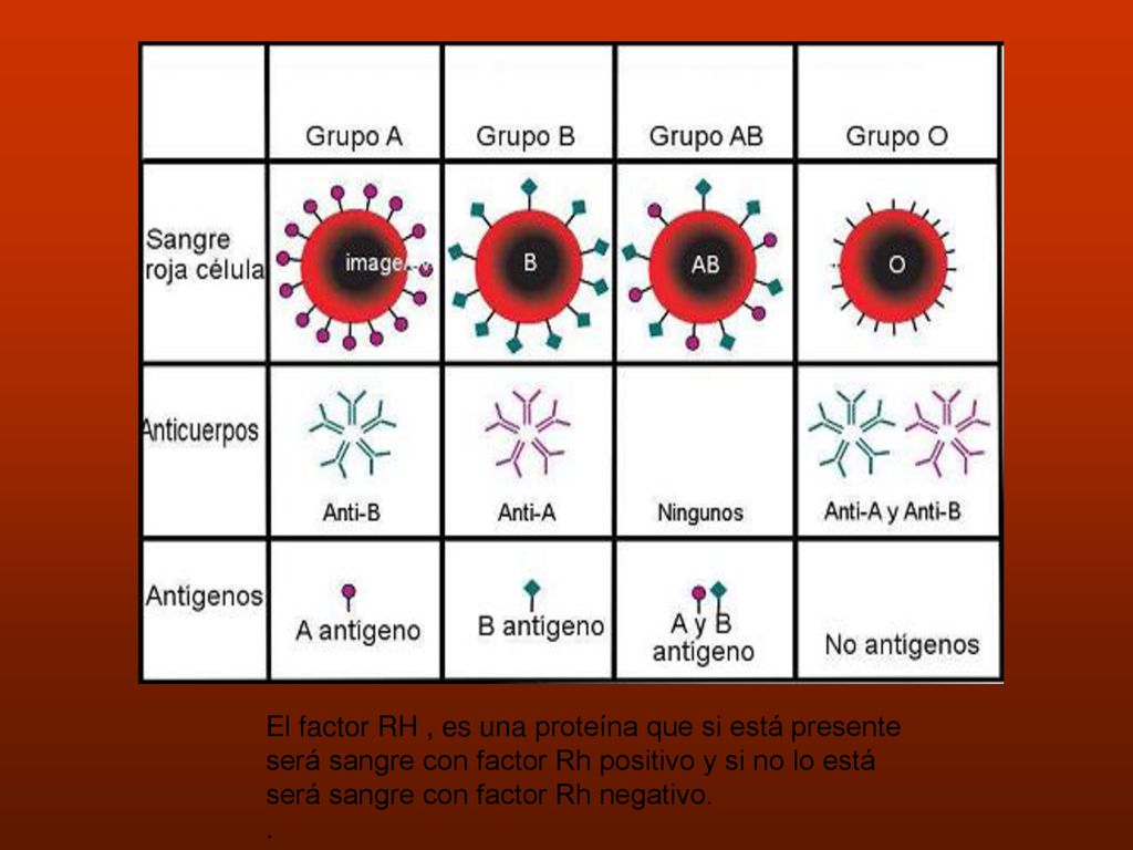 El factor RH , es una proteína que si está presente será sangre con factor Rh positivo y si no lo está será sangre con factor Rh negativo.