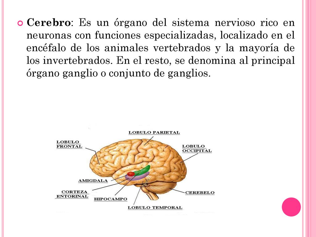 Cerebro: Es un órgano del sistema nervioso rico en neuronas con funciones especializadas, localizado en el encéfalo de los animales vertebrados y la mayoría de los invertebrados.
