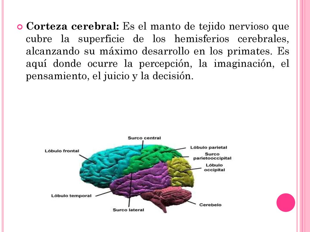 Corteza cerebral: Es el manto de tejido nervioso que cubre la superficie de los hemisferios cerebrales, alcanzando su máximo desarrollo en los primates.