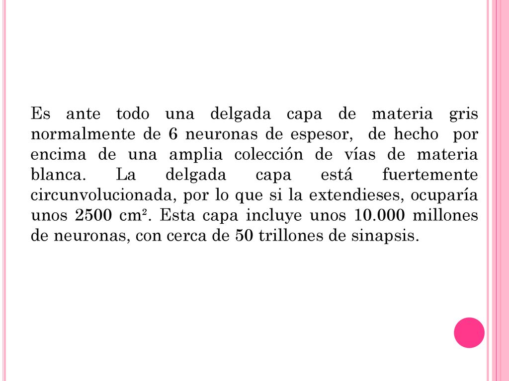 Es ante todo una delgada capa de materia gris normalmente de 6 neuronas de espesor, de hecho por encima de una amplia colección de vías de materia blanca.
