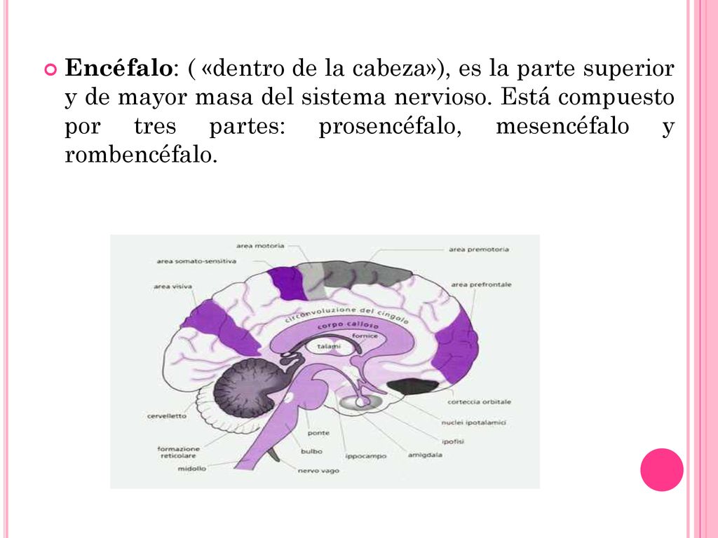 Encéfalo: ( «dentro de la cabeza»), es la parte superior y de mayor masa del sistema nervioso.