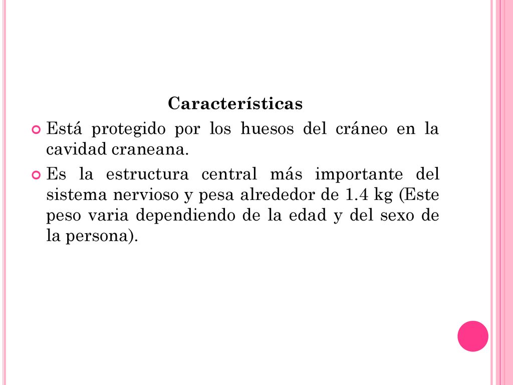 Características Está protegido por los huesos del cráneo en la cavidad craneana.