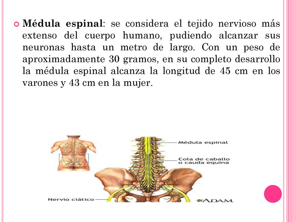 Médula espinal: se considera el tejido nervioso más extenso del cuerpo humano, pudiendo alcanzar sus neuronas hasta un metro de largo.